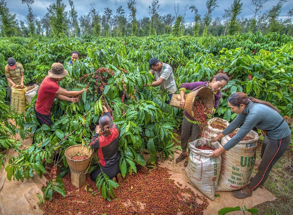 Coffee Harvest