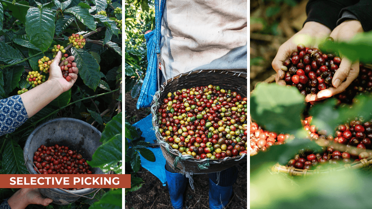 Picking